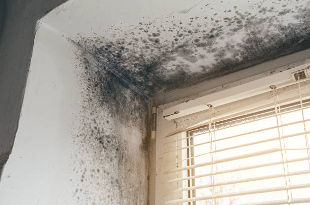 Affordable Hvac And Air Duct Mold Remediation solutions in Columbus, NC